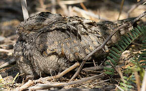 Sykes's Nightjar