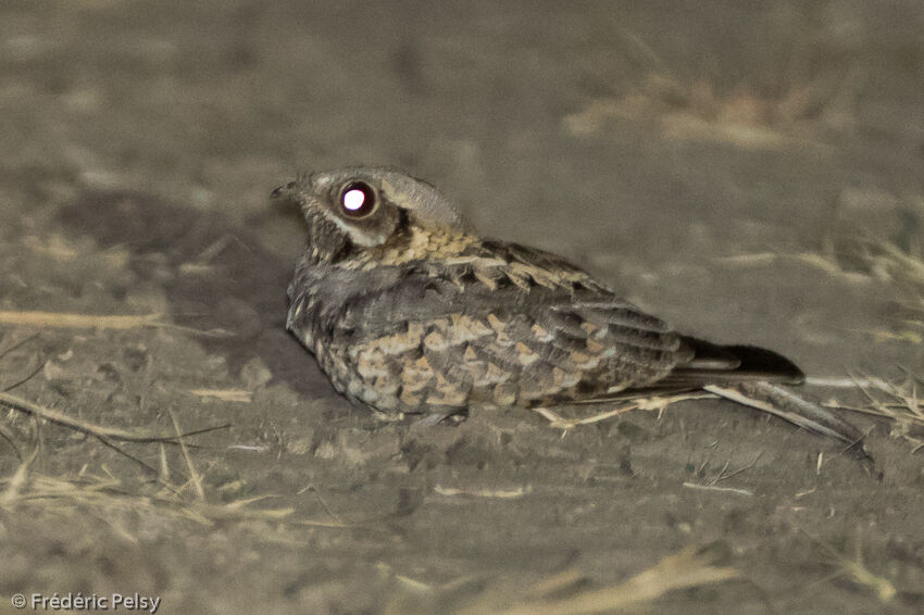 Indian Nightjar, identification