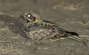 Indian Nightjar