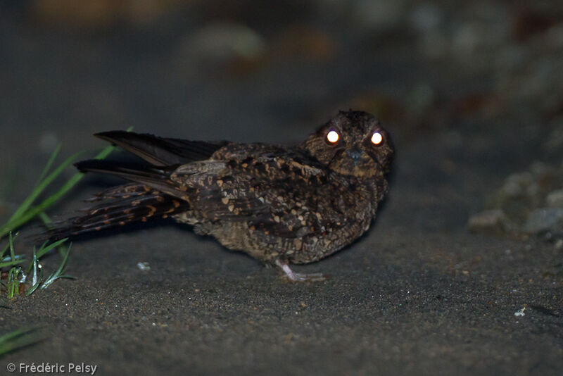 Lyre-tailed Nightjar female