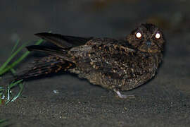 Lyre-tailed Nightjar