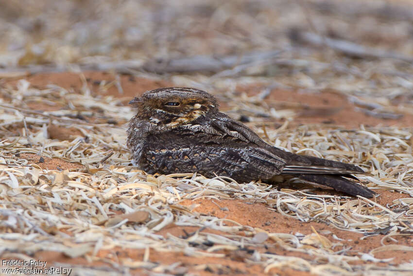 Madagascan Nightjar male adult, identification