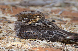 Madagascar Nightjar