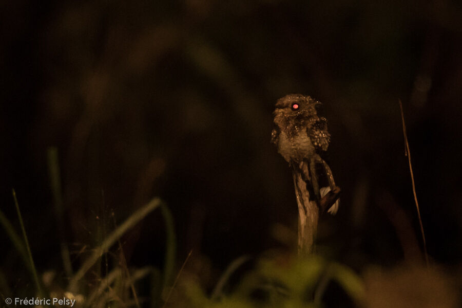 Fiery-necked Nightjar