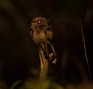 Fiery-necked Nightjar