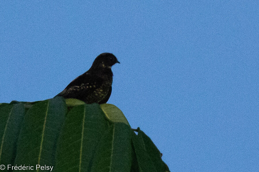 Papuan Nightjar