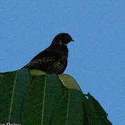 Papuan Nightjar