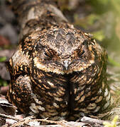 Satanic Nightjar