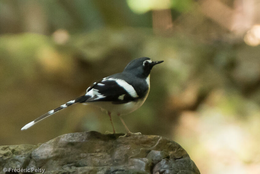 Énicure ardoiséadulte, identification