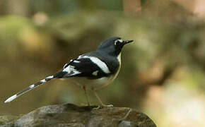 Slaty-backed Forktail