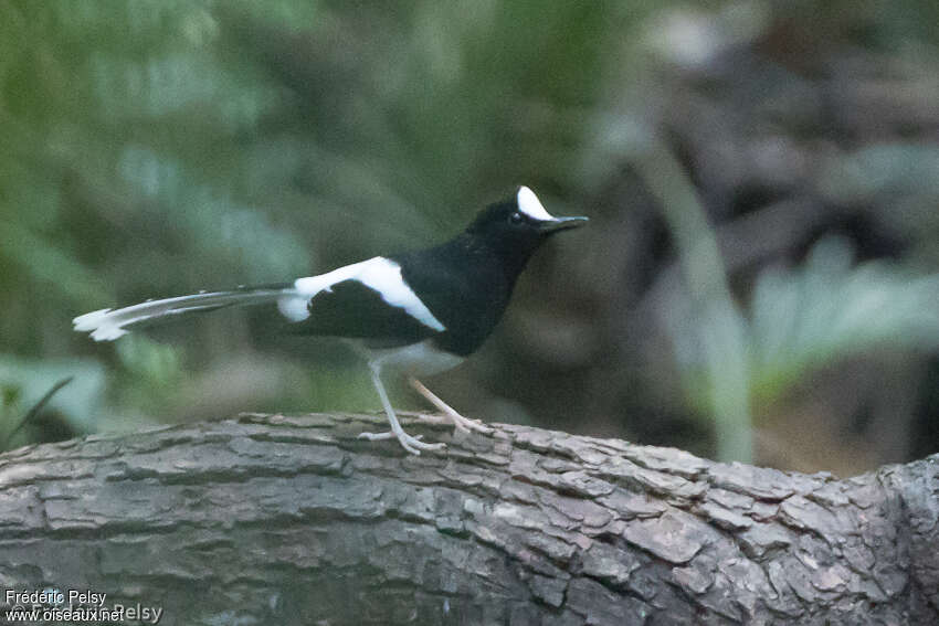 White-crowned Forktailadult, identification