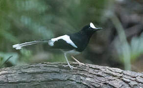 White-crowned Forktail