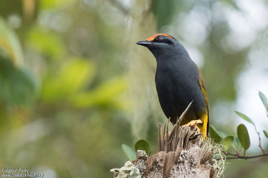 Fiery-browed Starling