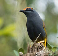 Fiery-browed Starling