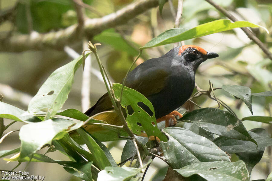 Fiery-browed Starling