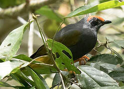 Fiery-browed Starling