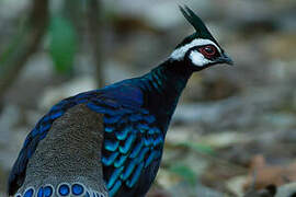 Palawan Peacock-Pheasant