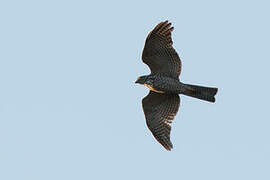 Collared Sparrowhawk