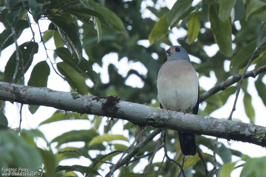 Spot-tailed Sparrowhawkadult