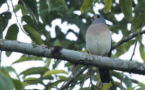 Spot-tailed Sparrowhawk