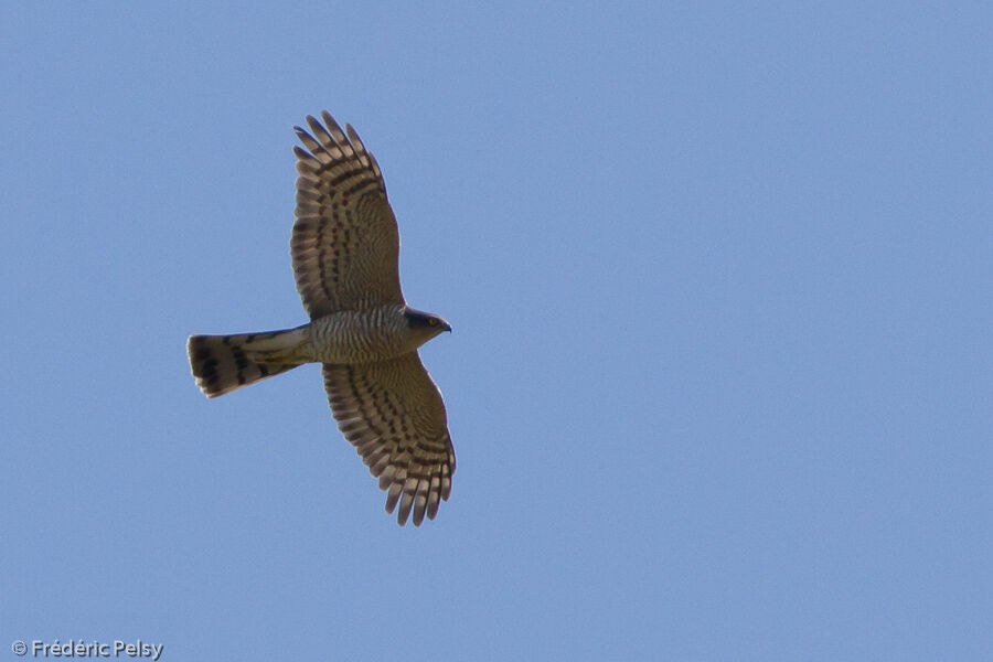 Eurasian Sparrowhawk male