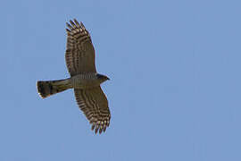 Eurasian Sparrowhawk