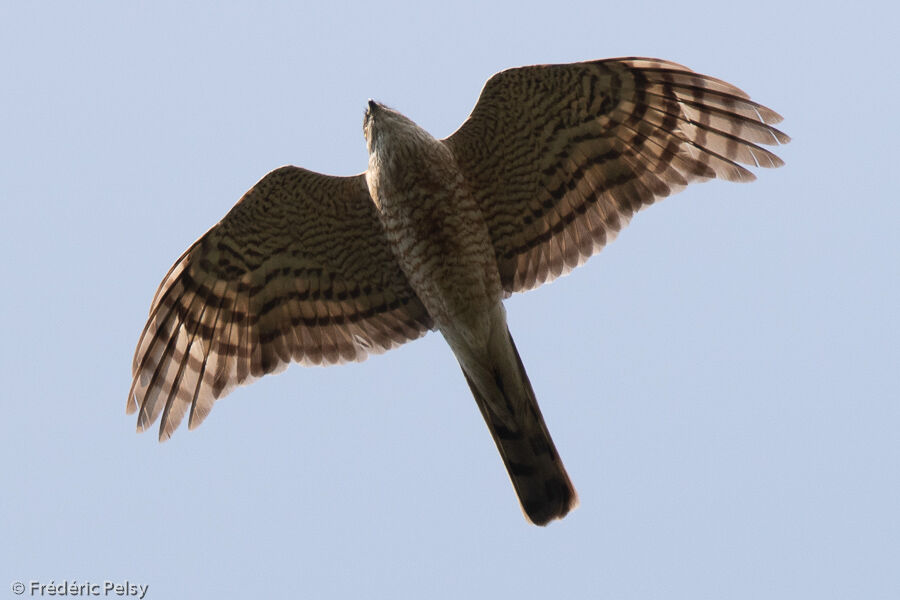 Eurasian Sparrowhawk