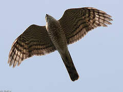 Eurasian Sparrowhawk