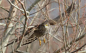 Eurasian Sparrowhawk