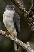 Frances's Sparrowhawk