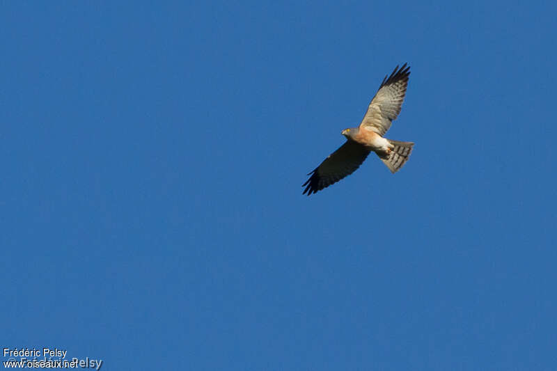 Chinese Sparrowhawk female adult, Flight