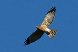 Chinese Sparrowhawk