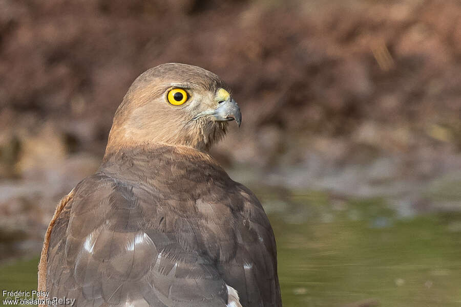 Épervier shikraimmature, portrait