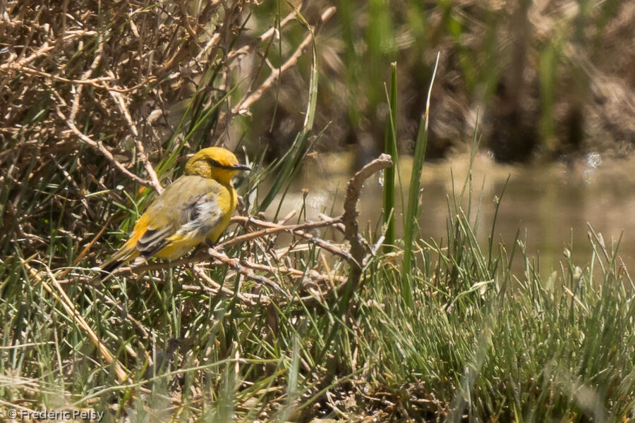 Yellow Chat male adult