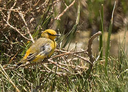 Yellow Chat