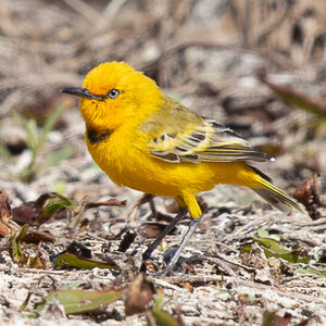 Epthianure à collier