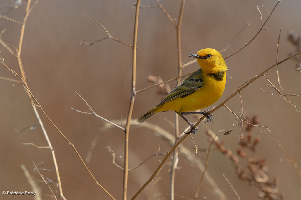Epthianure à collier mâle adulte