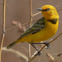 Epthianure à collier