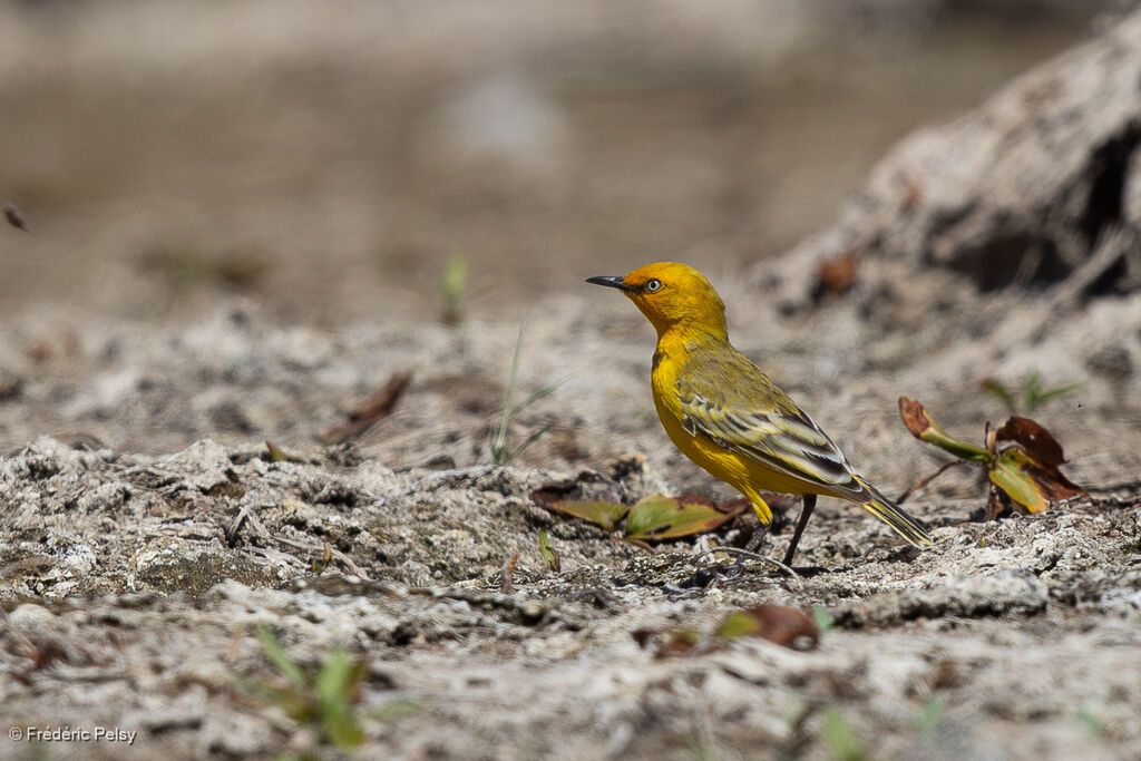 Epthianure à collier mâle adulte