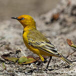 Epthianure à collier