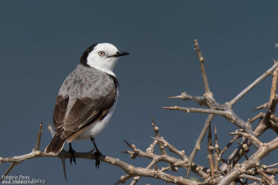 White-fronted Chat male adult, close-up portrait