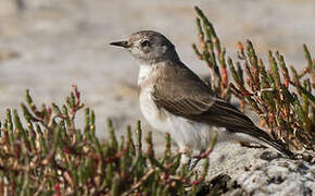 White-fronted Chat