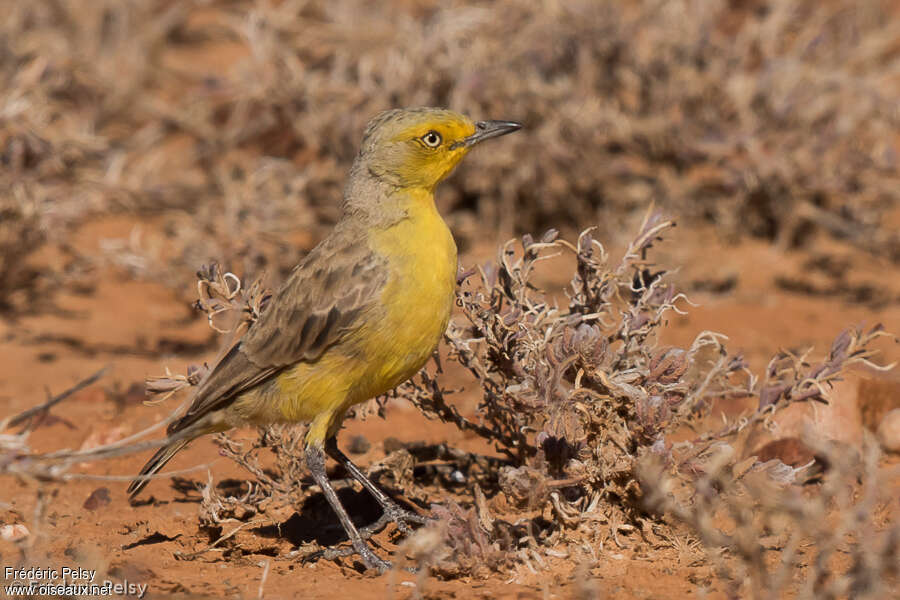 Gibberbird male adult, identification