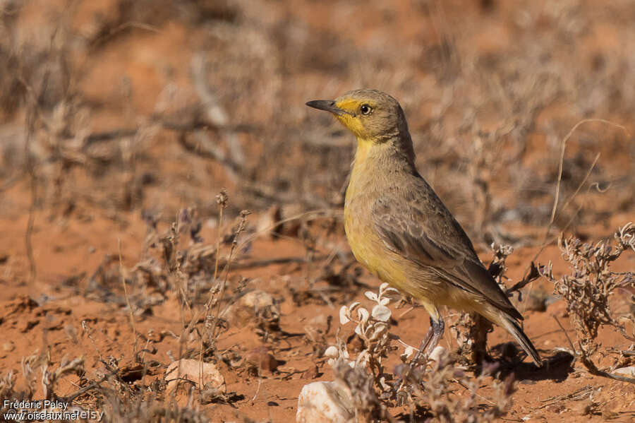 Gibberbird female adult, identification