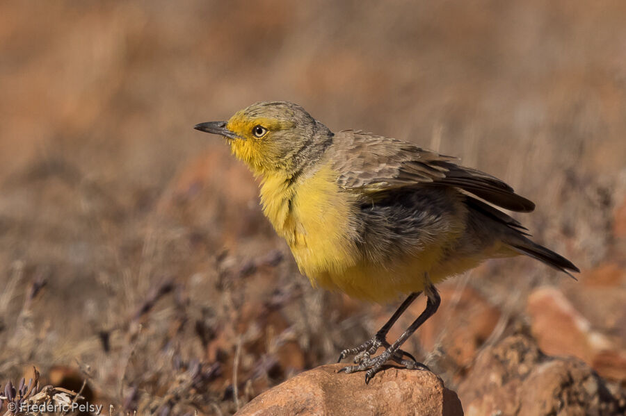 Gibberbird male