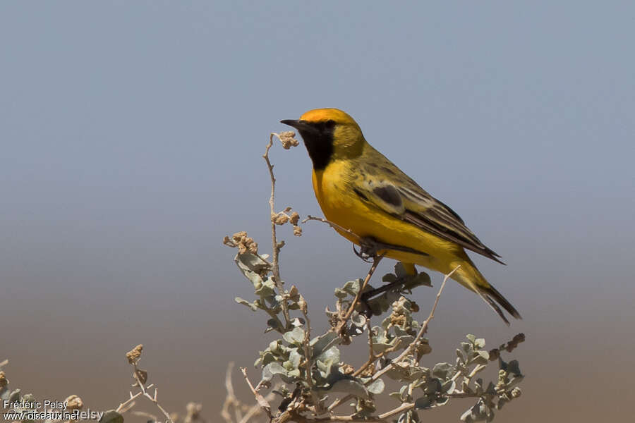 Orange Chat male adult