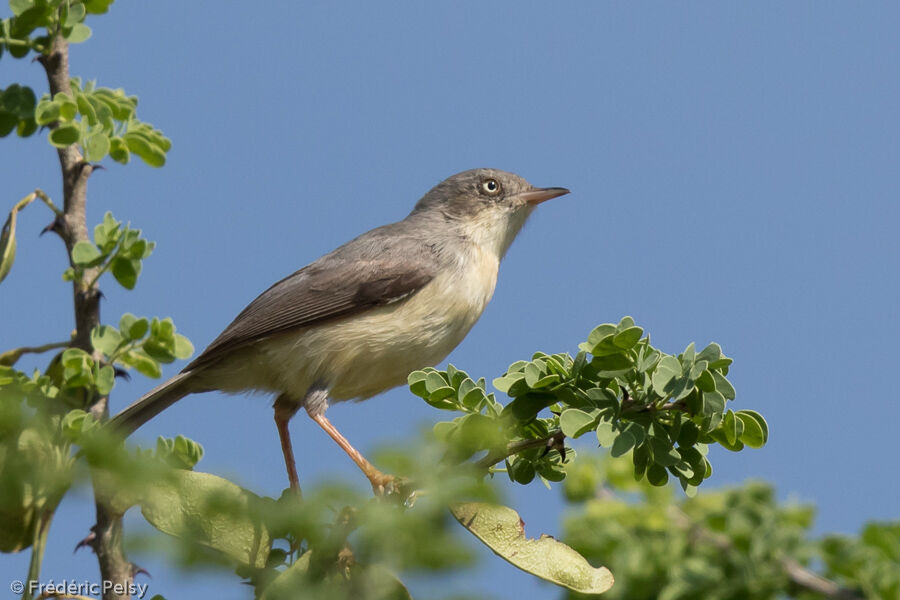 Burnt-necked Eremomela