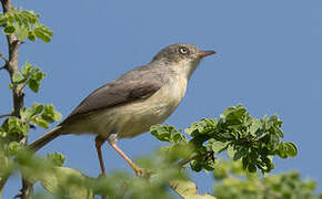 Burnt-necked Eremomela