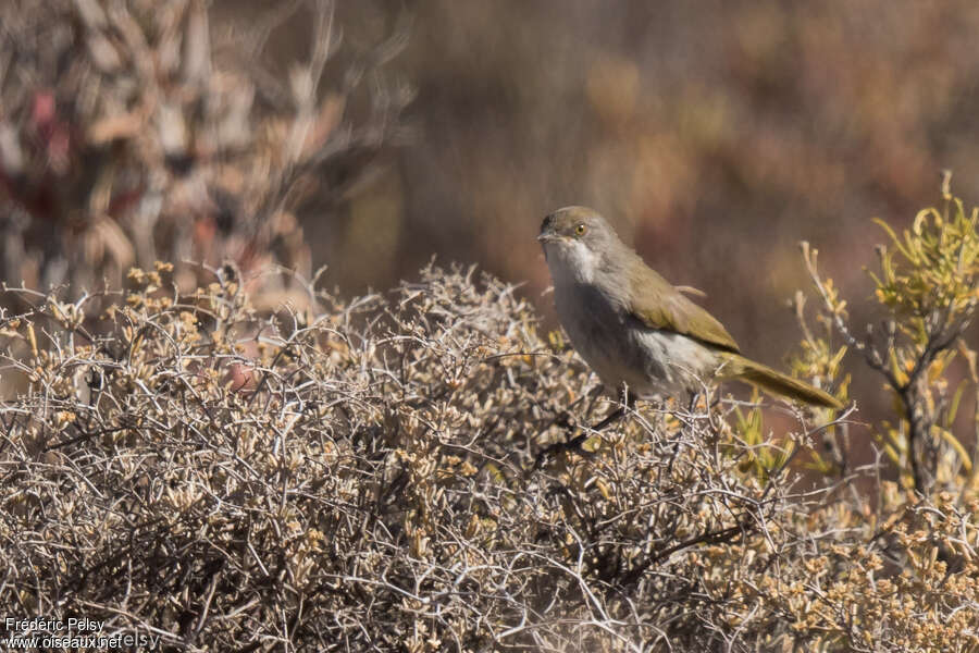 Karoo Eremomelaadult, identification