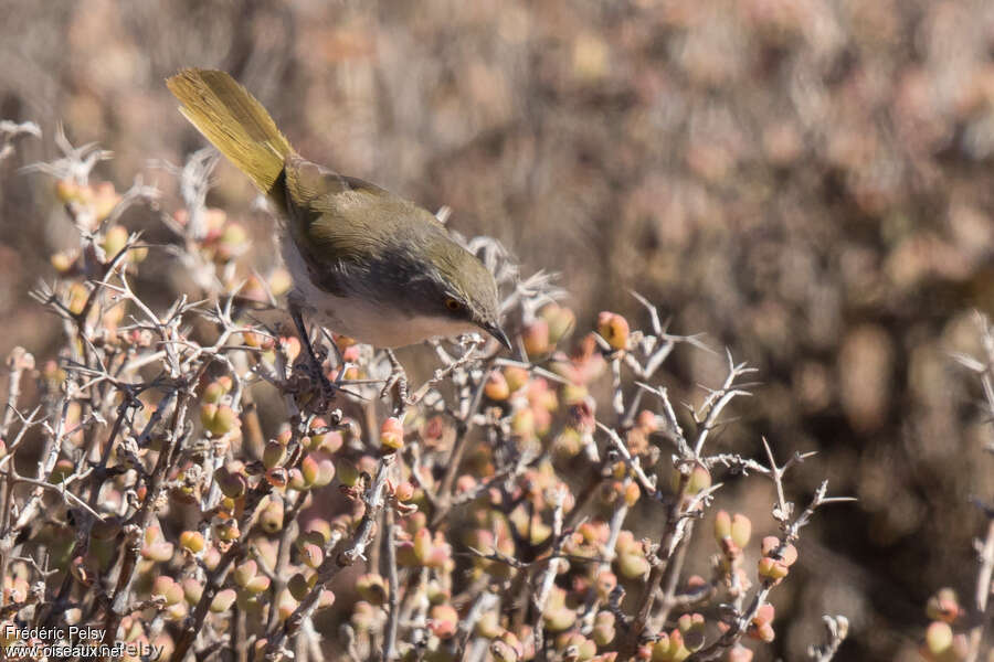 Karoo Eremomela, identification